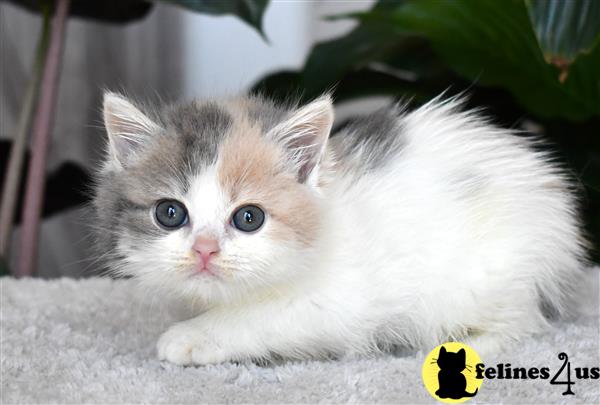 thechubbyfacedcat Picture 3